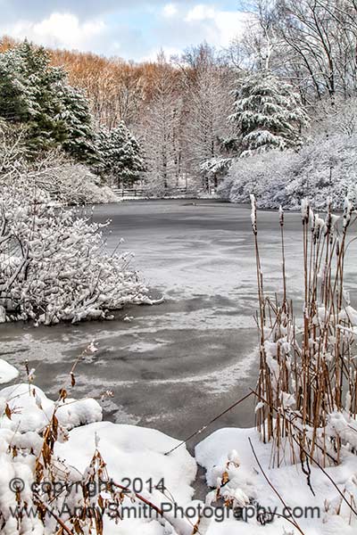 The Pond in Winter